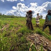 Agricultura regenerativa
