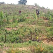 Agricultura regenerativa
